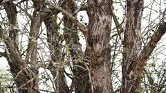  Sova sedí na stromě, ale ne každý ji vidí. Už se vám ji podařilo najít?