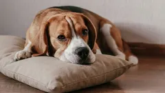 Jak pomoci psovi vyrovnat se s osamělostí: metoda „vonného polštáře“