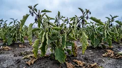 Proč lilky ztrácejí barvu: nedodrželi jste správnou teplotu