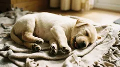 Proč pes ve spánku škube tlapkami: je třeba se znepokojovat?
