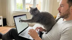 Kočičí posedlost majitelem: proč mě kočka neustále sleduje?