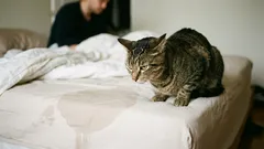 Kočka začala chodit na záchod na postel svého majitele. Jaké jsou příčiny tohoto chování a jak situaci napravit?