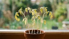 Nouzová pomoc: čím podkrmit chřadnoucí sazenice, pokud do výsadby zbývá týden