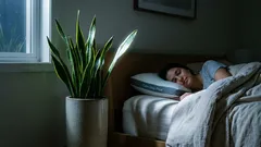 Tři pokojové rostliny do ložnice, které mohou zlepšit spánek a vyčistit vzduch