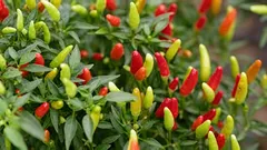 Ideální paprika: proč nelze zahustit výsadbu a v jaké vzdálenosti ji vlastně vysazovat