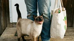 Kočka mňouká jen kvůli vám. Ano, slyšeli jste správně.