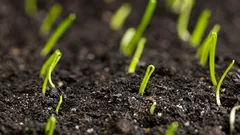 Takto vypěstujete cibuli ze semen během jedné vegetační sezóny