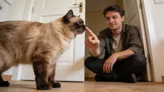 6 základních pravidel kočičí etikety, které by měl znát každý majitel