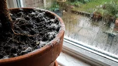 Půda je pokryta plísní nebo se v ní hemží mouchy: příčiny a řešení.