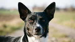 Nejzdravější plemeno psů: co odhalila rozsáhlá genetická studie