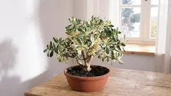 Pěstování rozchodníků pro přilákání bohatství a úspěchu do vašeho domova