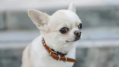 7 plemen psů s legračními zvyky, které vykouzlí úsměv na tváři jejich majitelů i kolemjdoucích