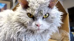 Jak získat důvěru kočky: klidné signály, které fungují i v bytě