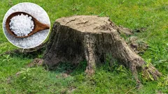  V zahradě nezůstane po pařezu žádná stopa. Osvědčená metoda pro zahradníky.