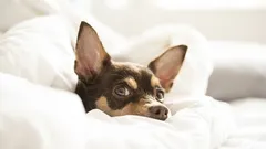 Proč pes spí na polštáři svého majitele? Je to chyba ve výcviku nebo projev náklonnosti?