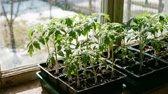 Co je třeba v březnu stihnout zasít na sazenice, aby vám neunikla úroda