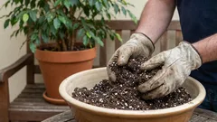 Proč nevyhazuji starou zeminu z květináčů