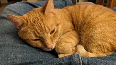 Kritické chyby majitelů, které zkracují život jejich koček