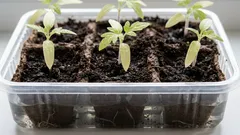 Jemné výhonky: jak zalévat sazenice, aby se na povrchu netvořila krusta